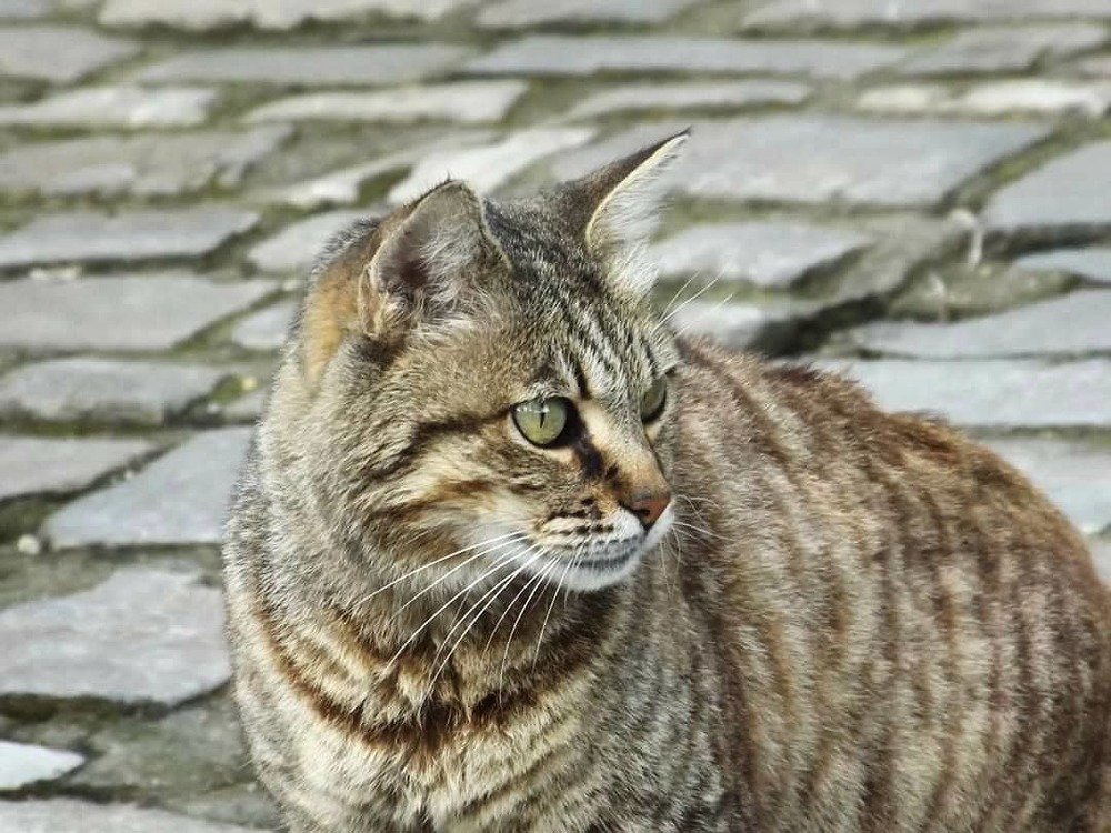 Photograph by SIMONE CIULLI