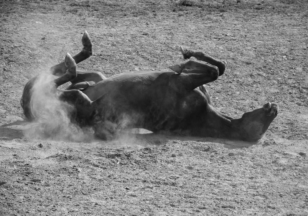 Photograph by Диана Бородзе