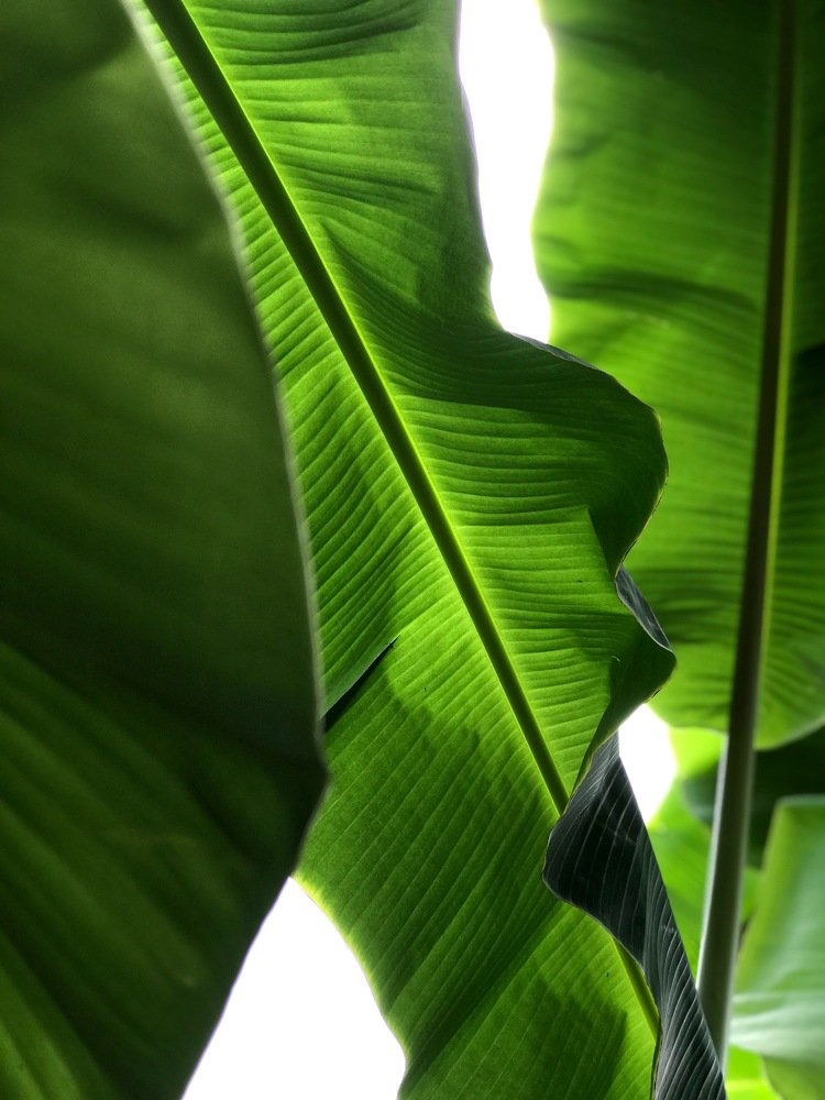 Green banana leaves