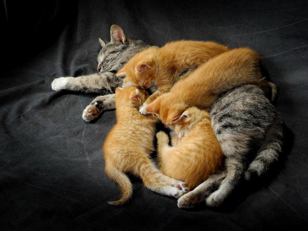 Рыжий папа.