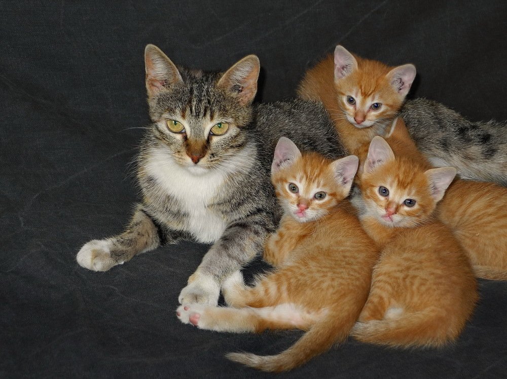 Сейчас вылетит птичка.