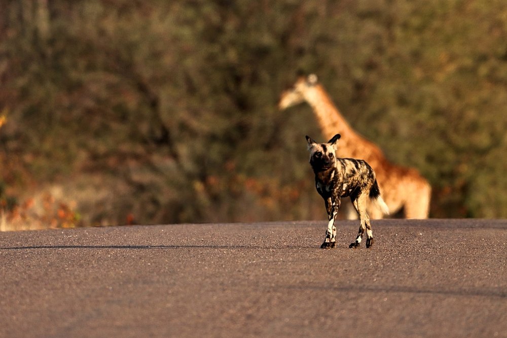 Wild dog early morning in road