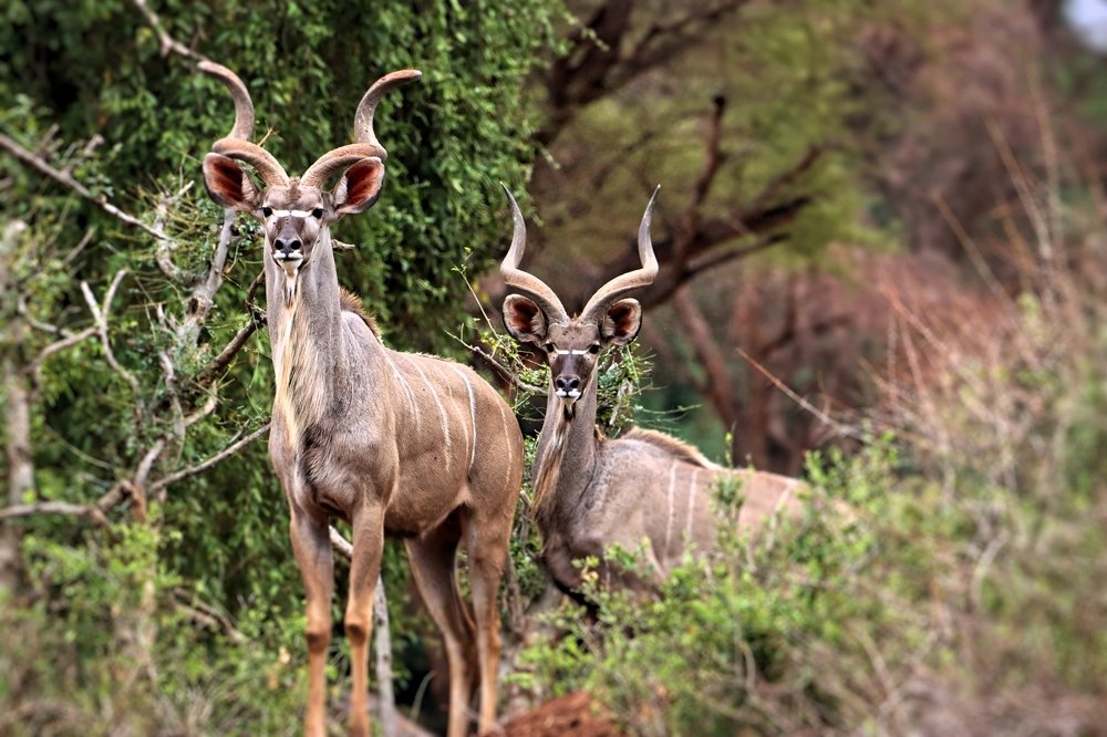 Kudu Bulls
