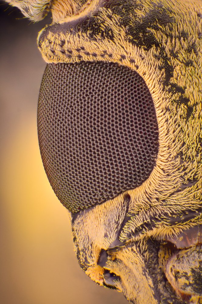 Фотография автора Danny Radius