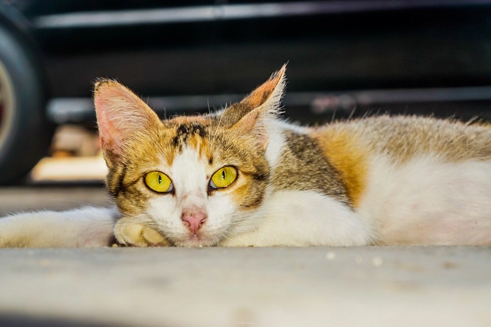 Photograph by phantoms thief