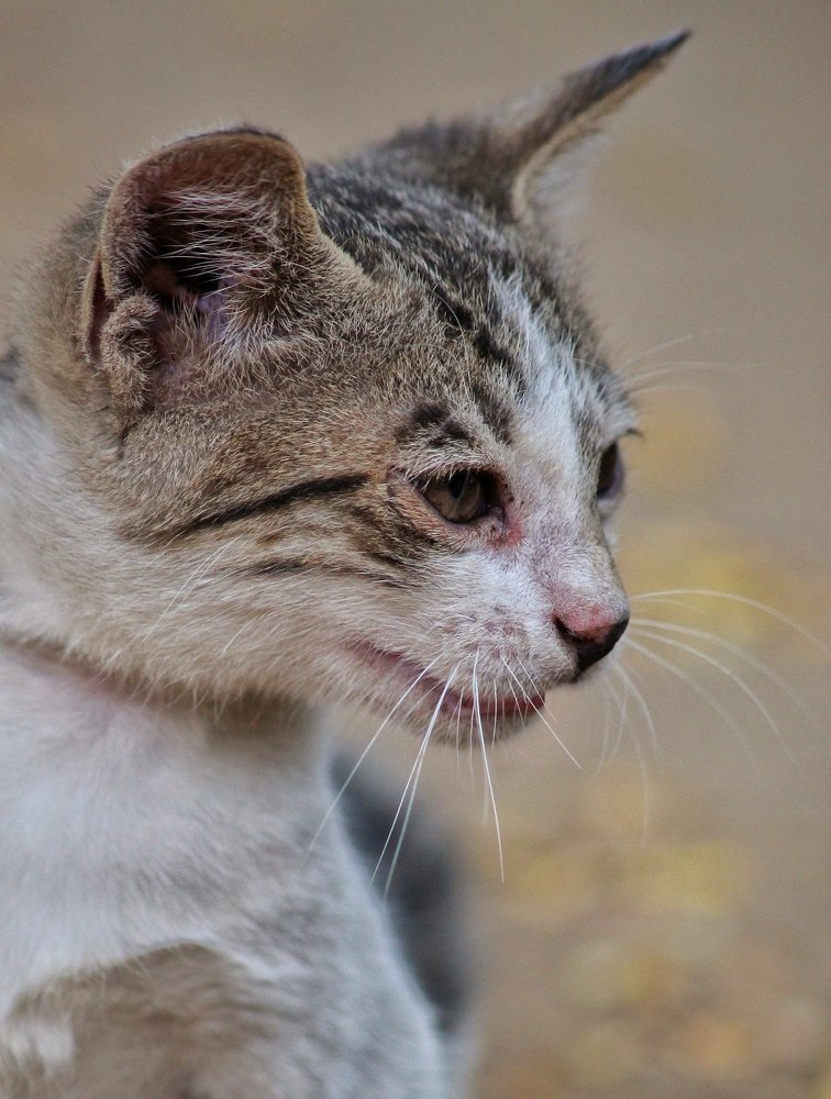 Photograph by Atul mehta