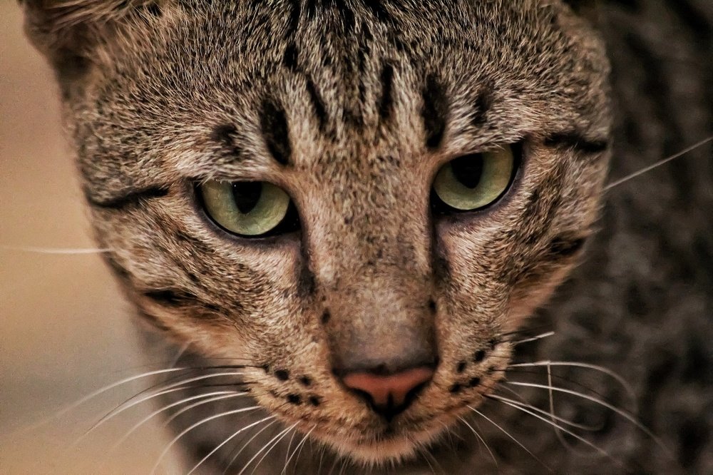 Photograph by Atul mehta