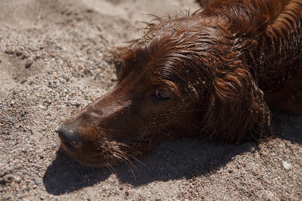 Фотография автора Александр Костенко
