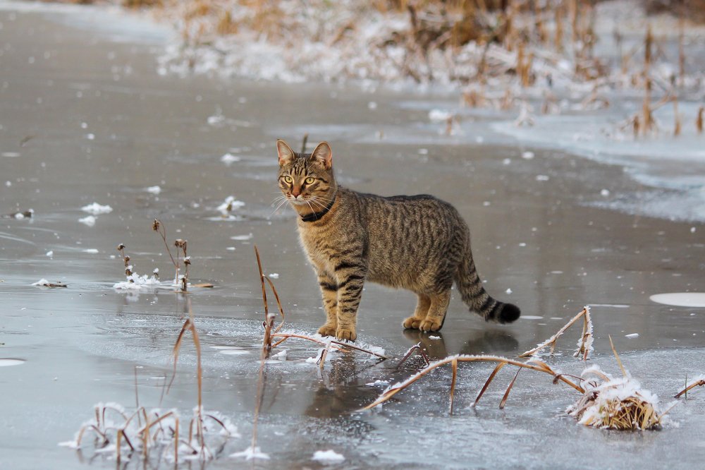 Photograph by Елена Верховская