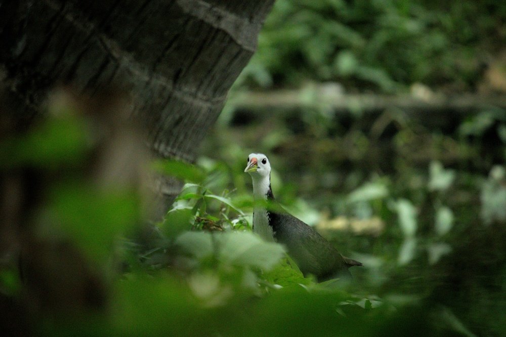 Photograph by DEBYENDU DAS