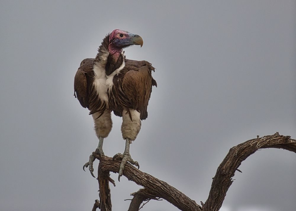 Photograph by Isaac Mpuchane