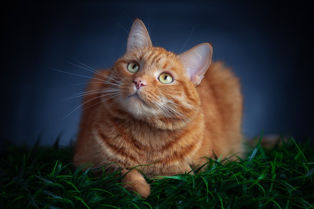 Photograph by Николай Сизиков