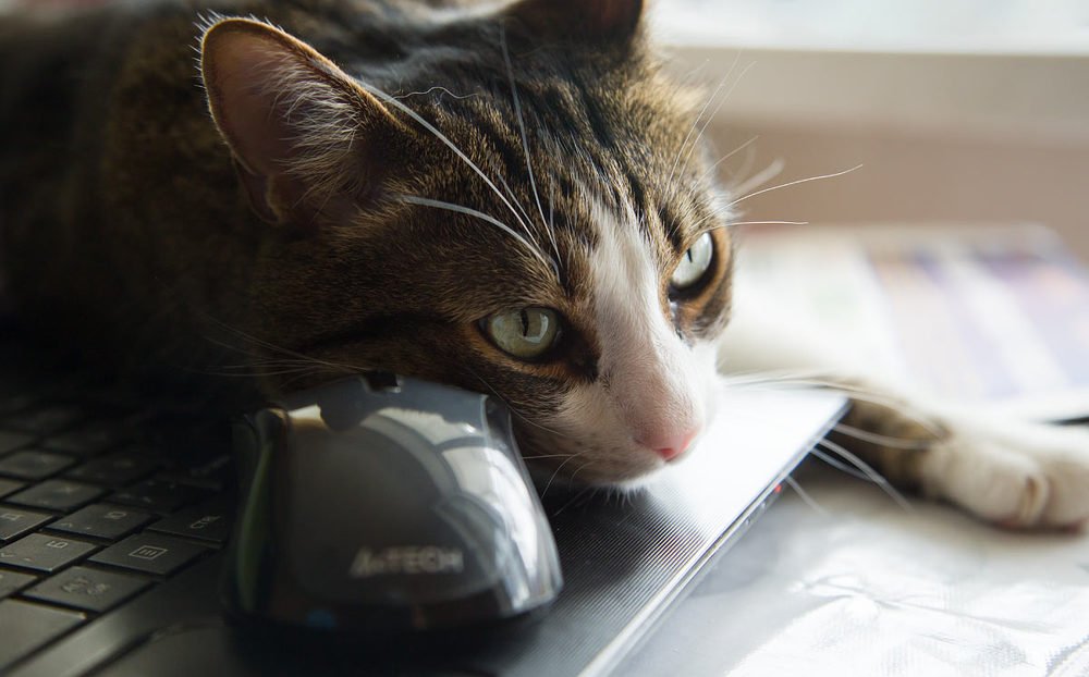 Photograph by Елена Покрепа