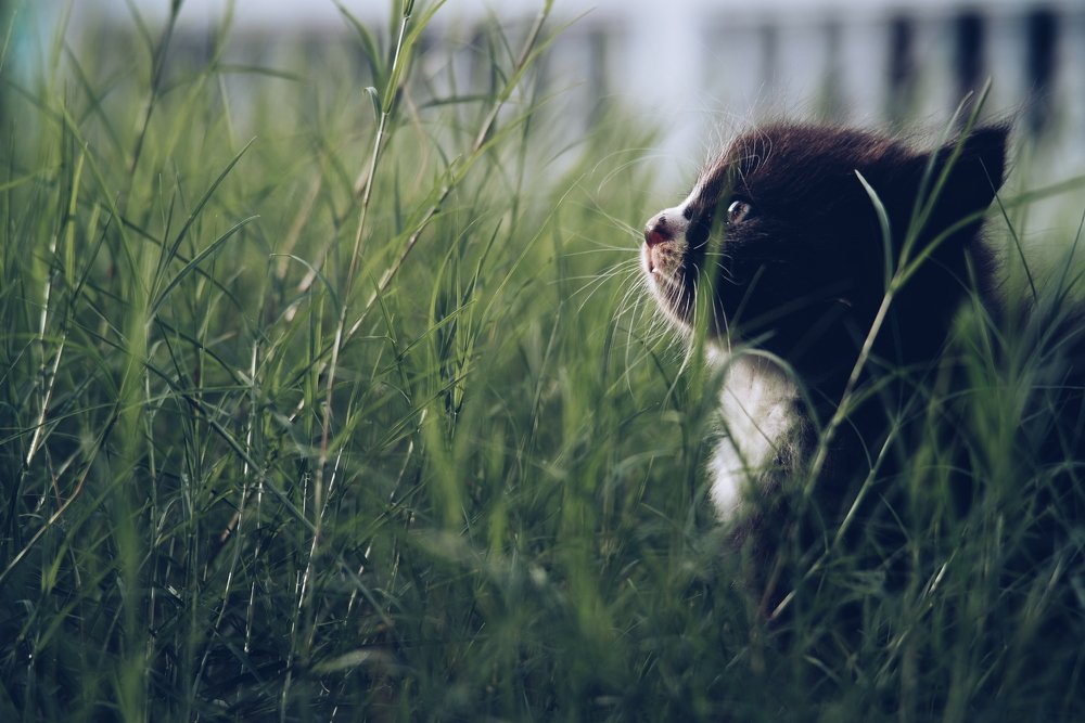 A Cat Hope