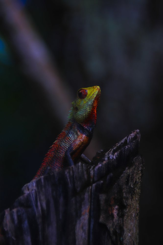 The Leaf-nose Lizard