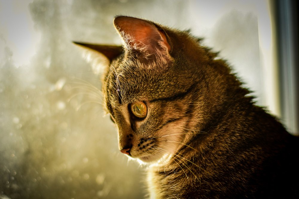 Photograph by Анастасия Донская