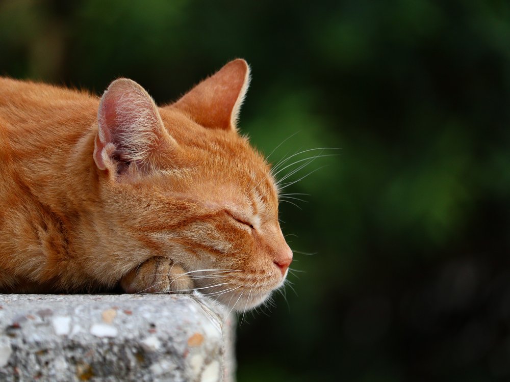 Photograph by Георгий Акопджанов