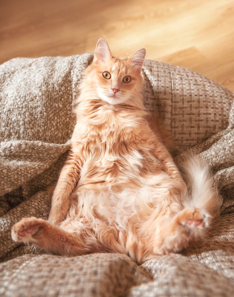 Фотография автора Анастасия Мазурева