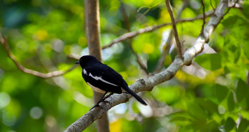Oriental magpie-robin