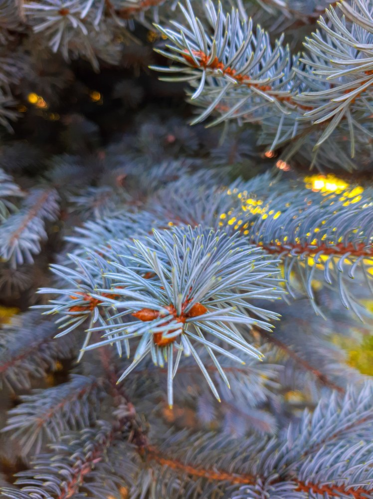 Голубая ель