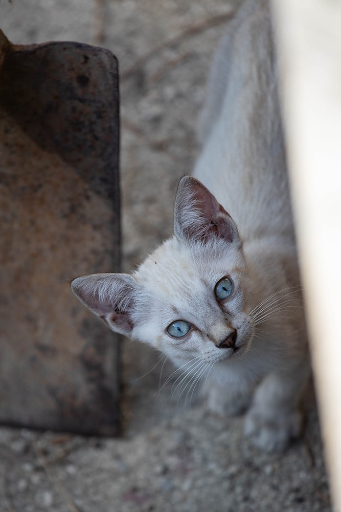 Photograph by Raffaella De Luise