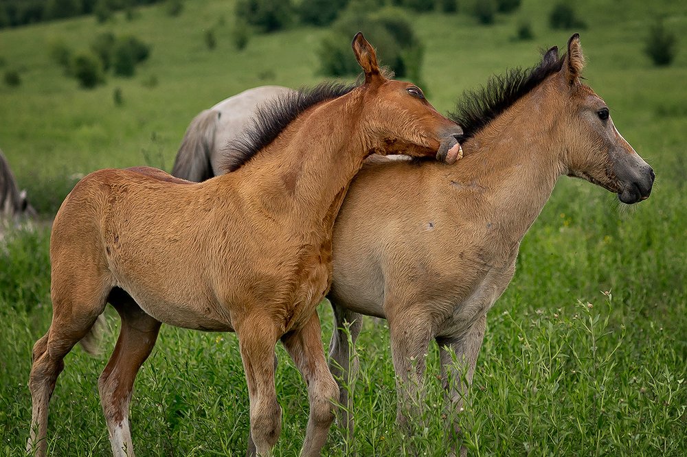 Photograph by Максимова Ольга Васильевна