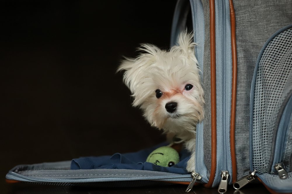 Photograph by Pradeep K C