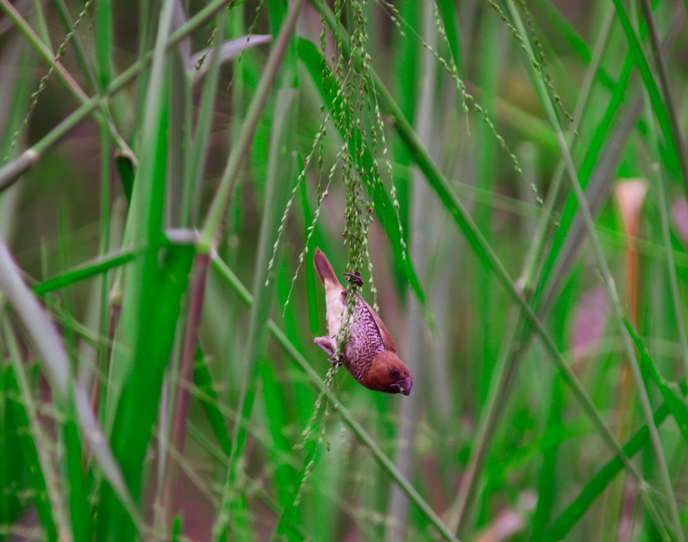 Photograph by S.V.D.S SEHANI