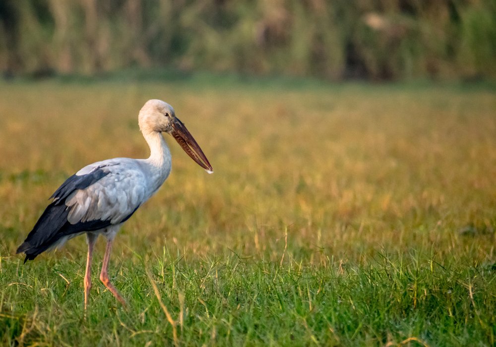 Photograph by Bikash Debnath