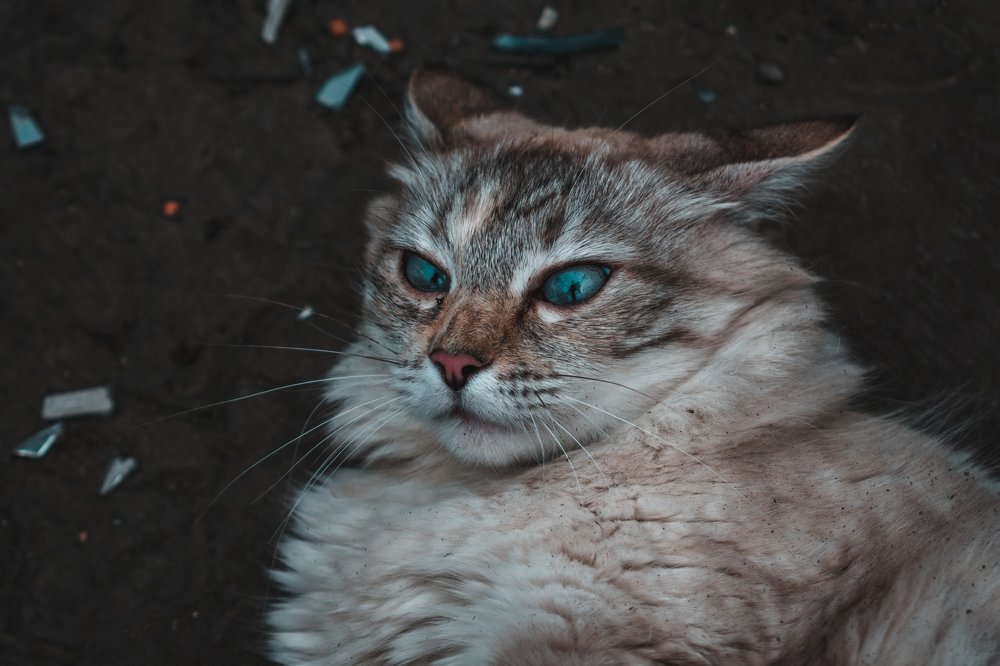 Photograph by Иштван Шандор