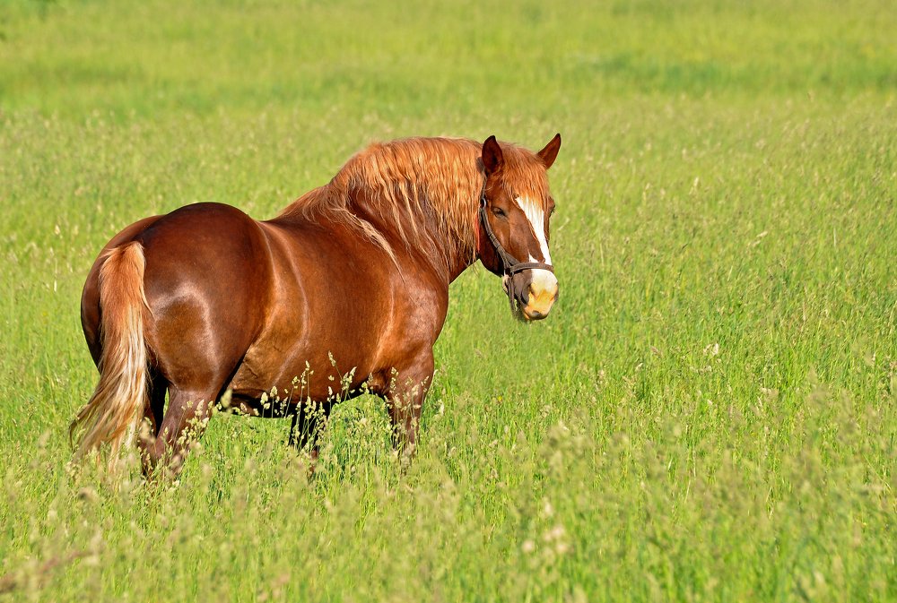 Фотография автора Антип