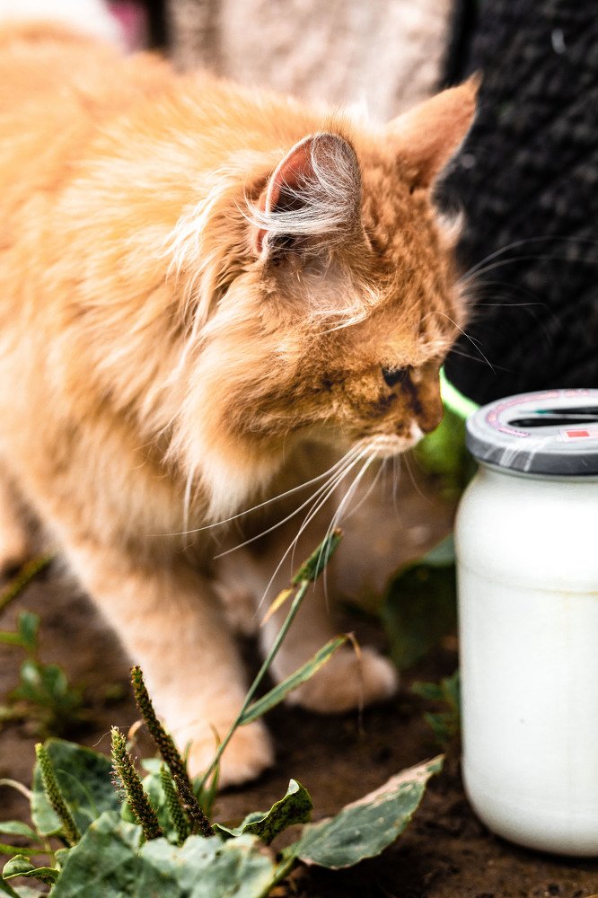 Фотография автора Мария Сурмачева