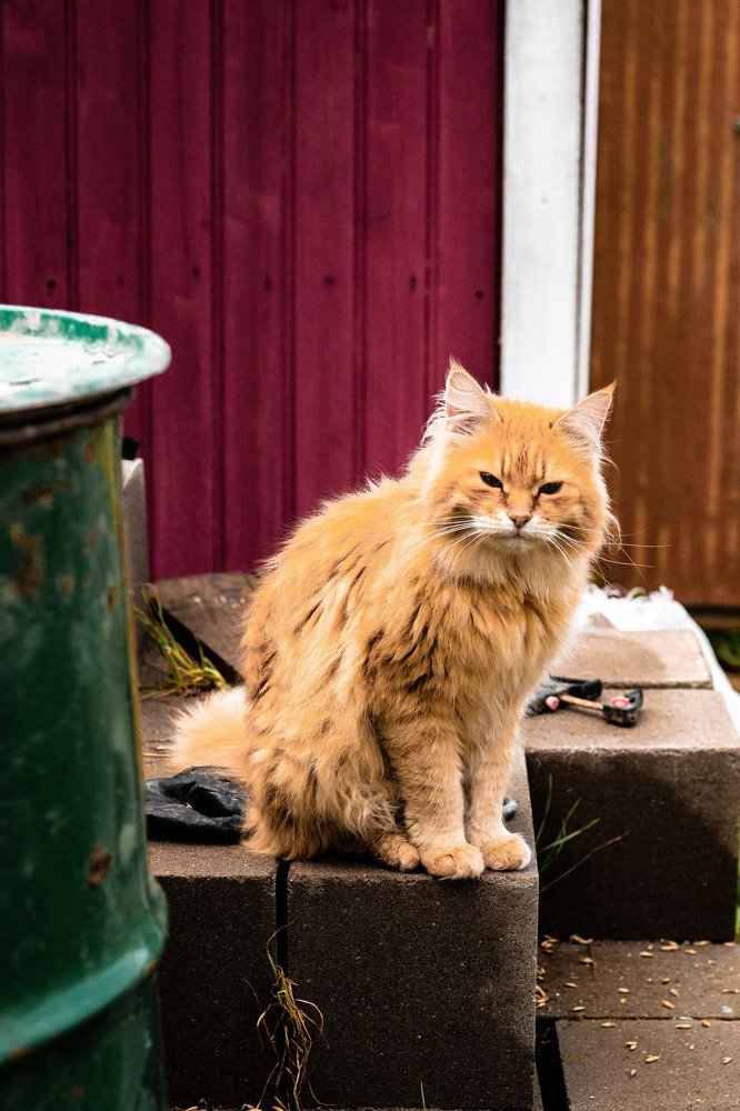 Фотография автора Мария Сурмачева
