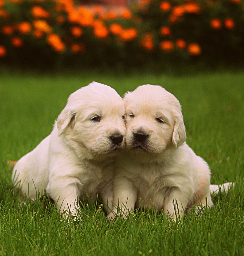 Сладкая парочка.