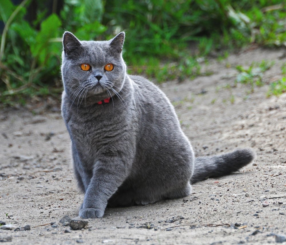 Фотография автора Антип