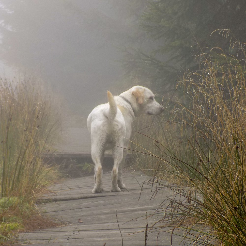 Photograph by Petr Kočica