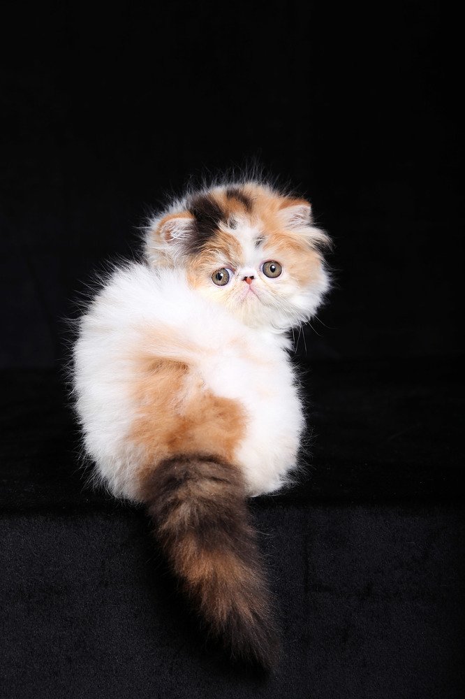 Photograph by Анастасия Чугунова