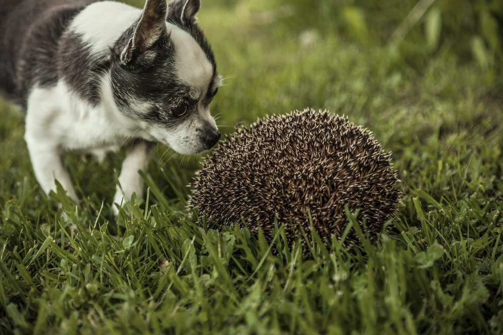 Photograph by Станислав Напалкин