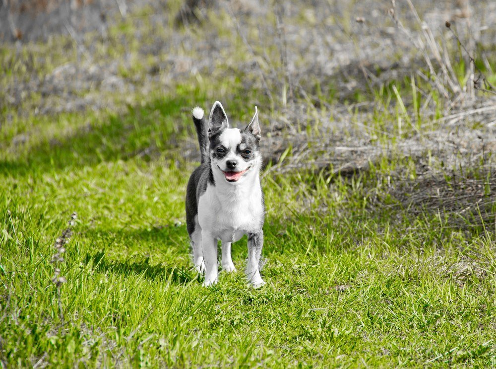 Photograph by Станислав Напалкин