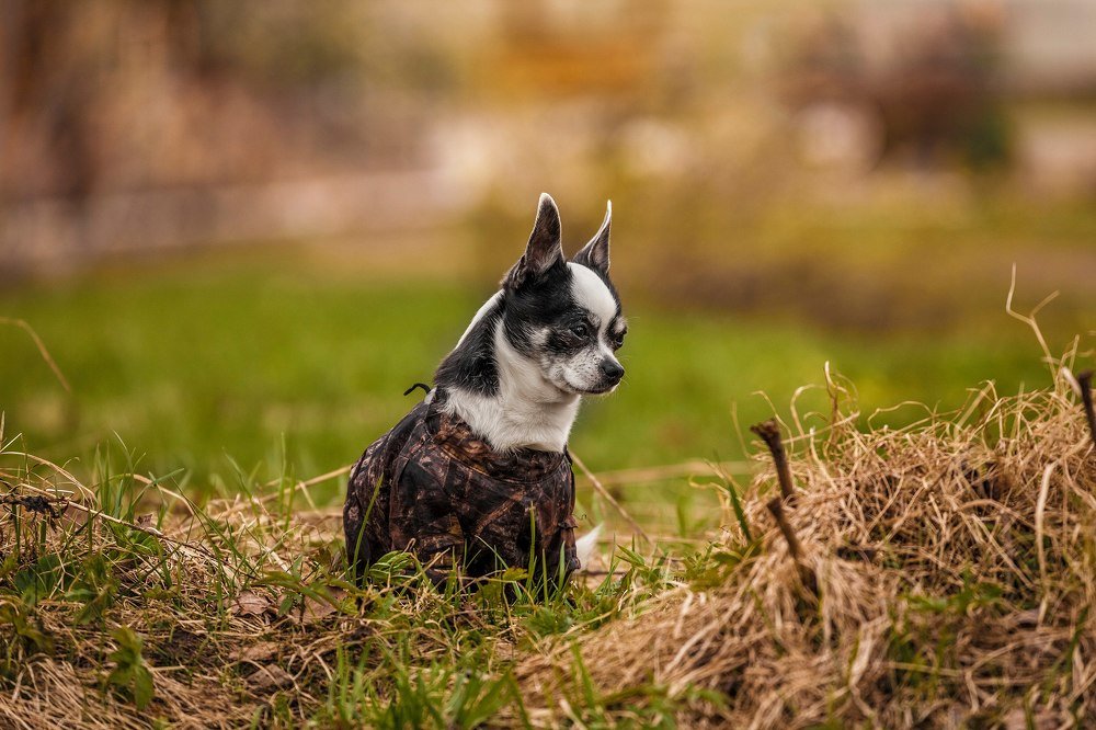 Photograph by Станислав Напалкин