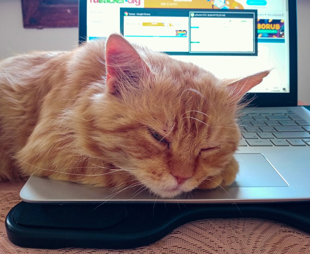 Сплю, где хочу.