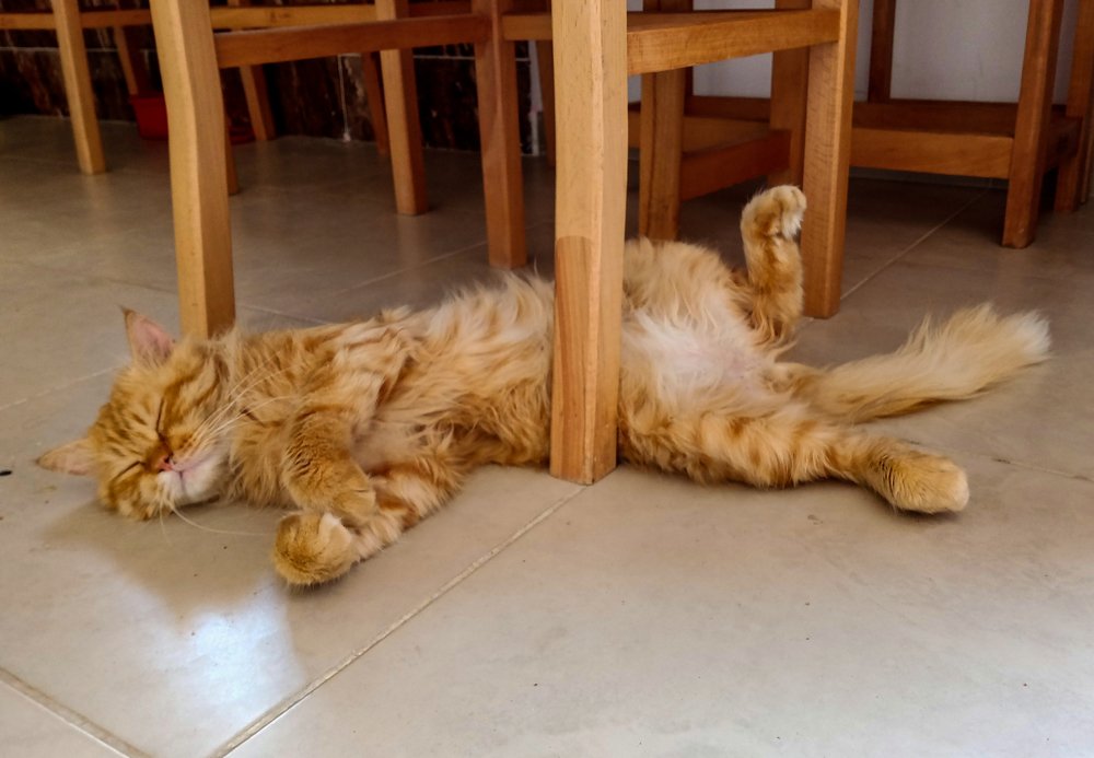 Сон в жаркий день.