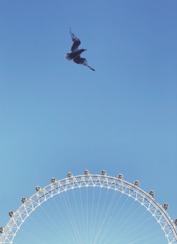 A bird flying over London eye