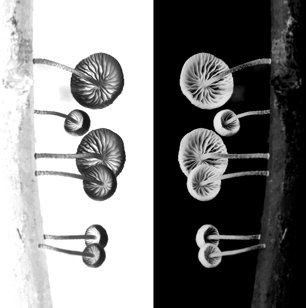 Photograph by Сергей Прокофьев