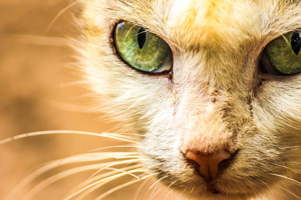 Фотография автора Vijay Richhiya