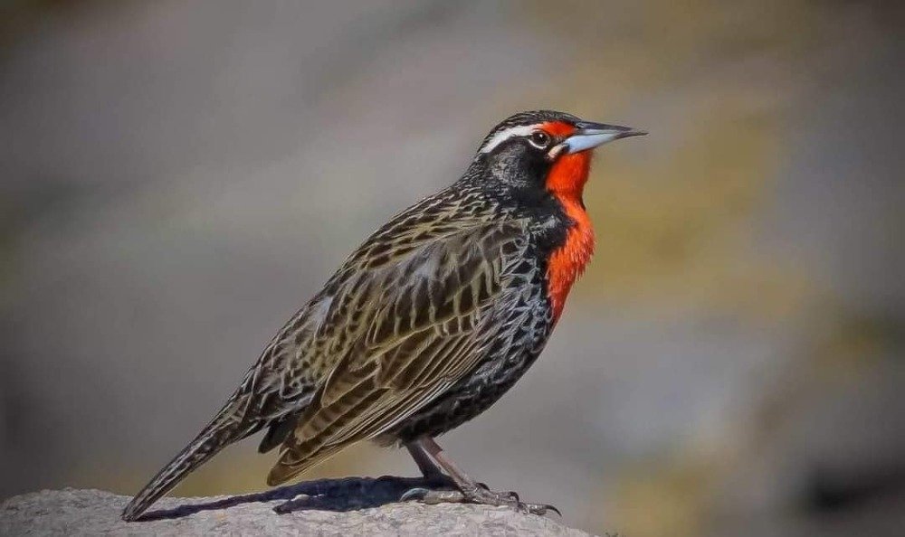 Photograph by Karina Elena Bergagna