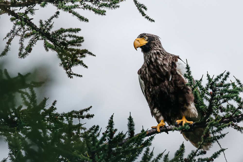 Фотография автора Евгения Кирпиченкова (Клипп)