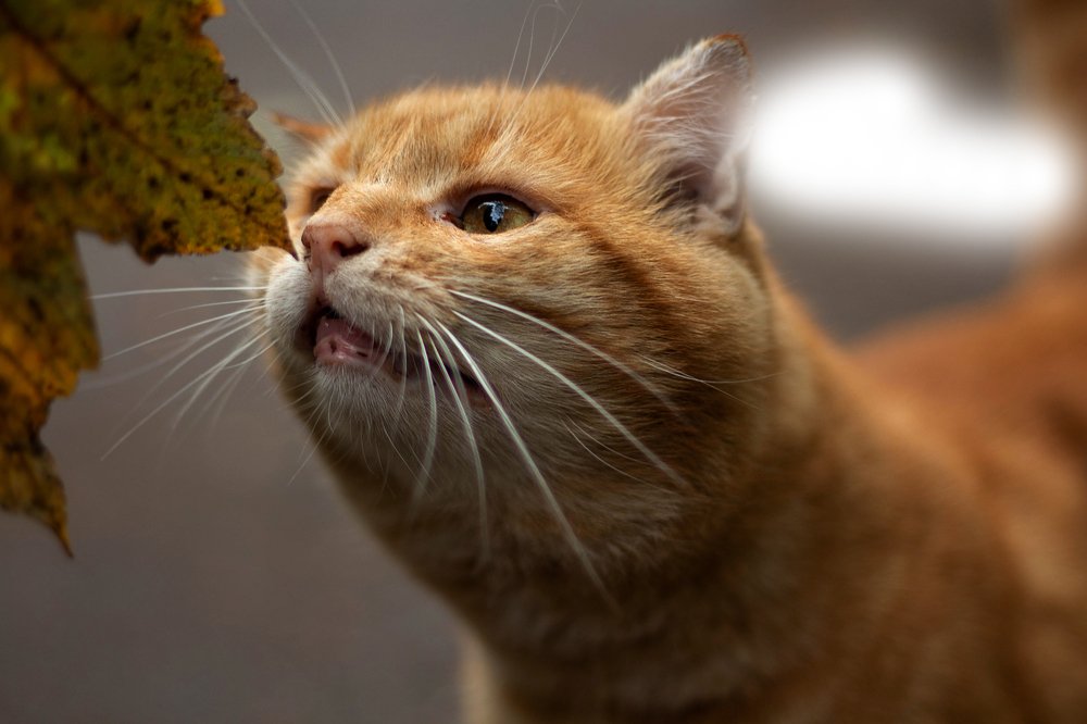 Photograph by Виктория Бурова