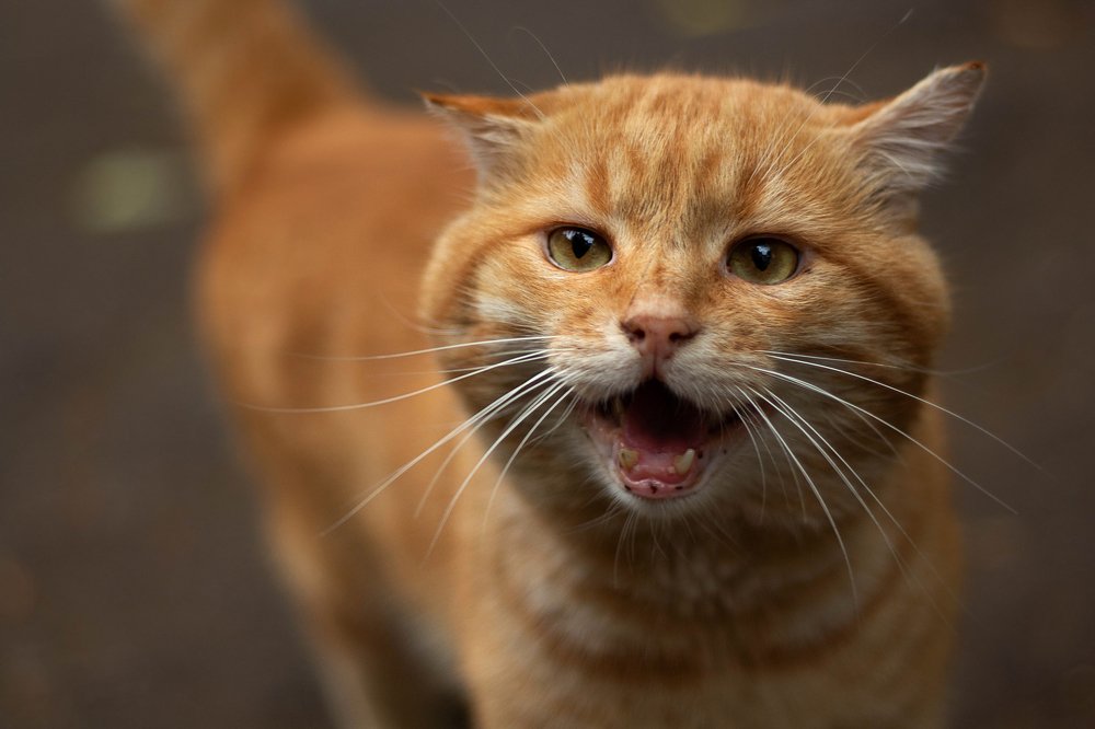 Photograph by Виктория Бурова