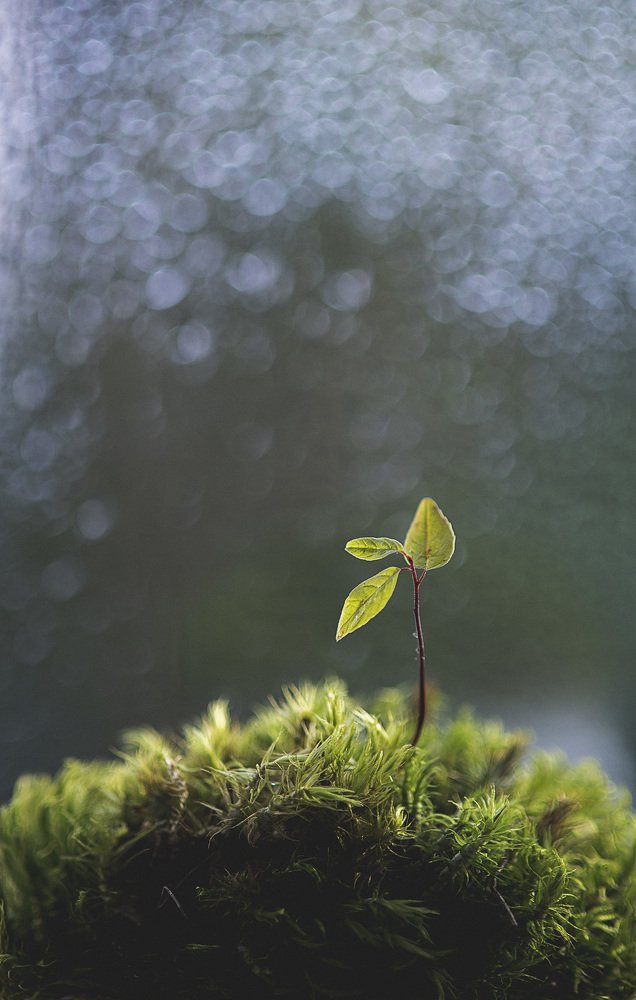Фотография автора Виктория Воробьева